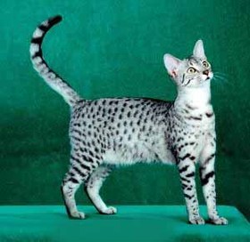 Mau Egipcio